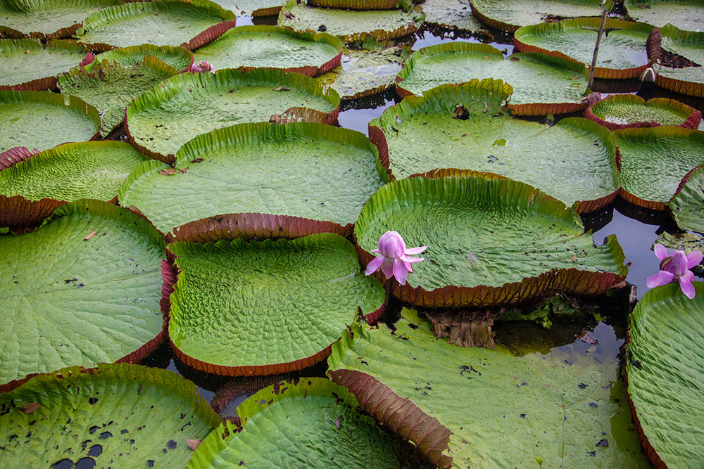 Dschungelerlebnis im Baumhaus - Lateinamerika