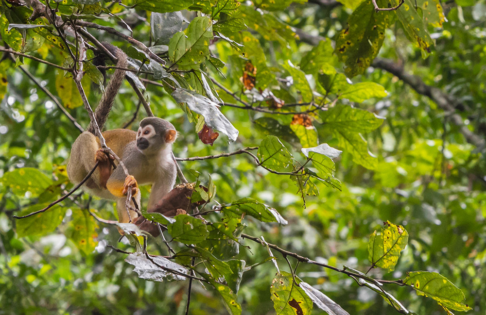Dschungelerlebnis im Baumhaus - Lateinamerika