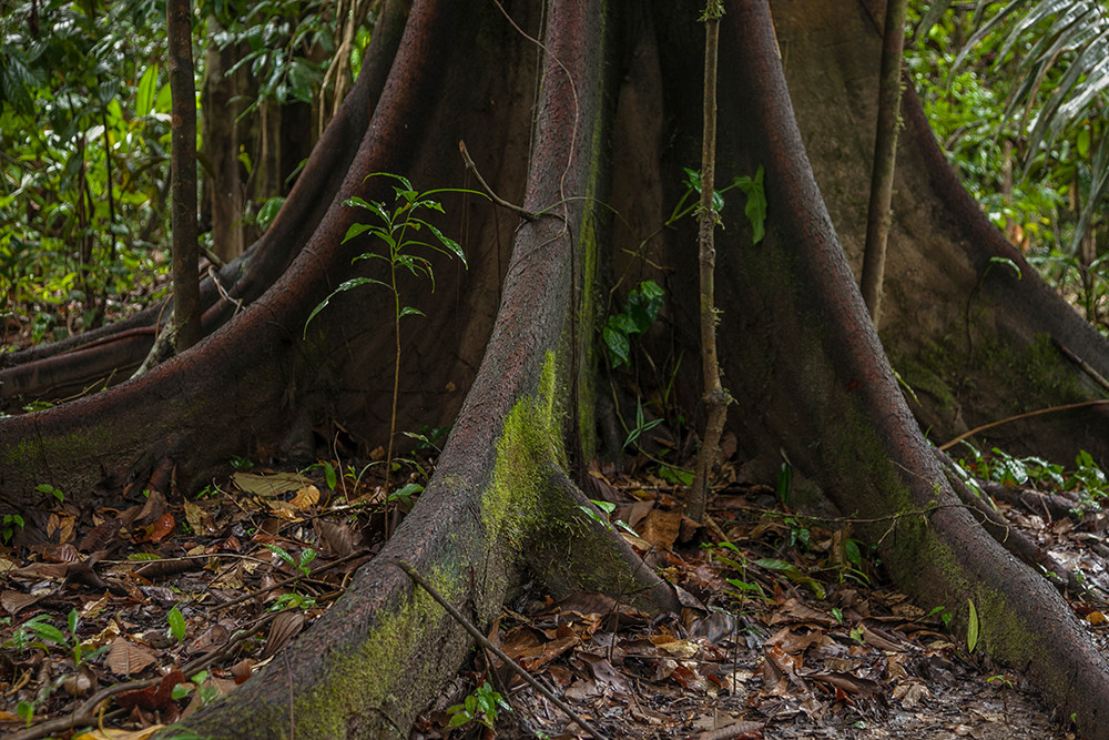 Dschungelerlebnis im Baumhaus - Lateinamerika