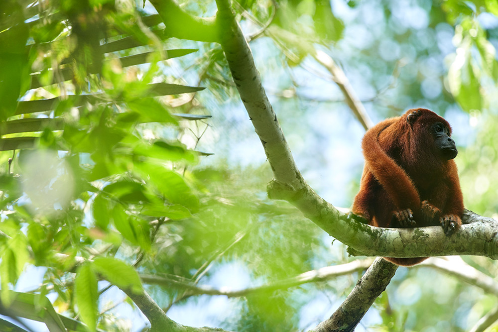 Amazonas entdecken bei Tambopata Peru - Lateinamerika
