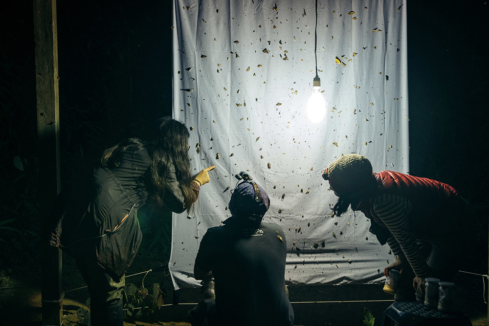 Amazonas entdecken bei Tambopata Peru - Lateinamerika