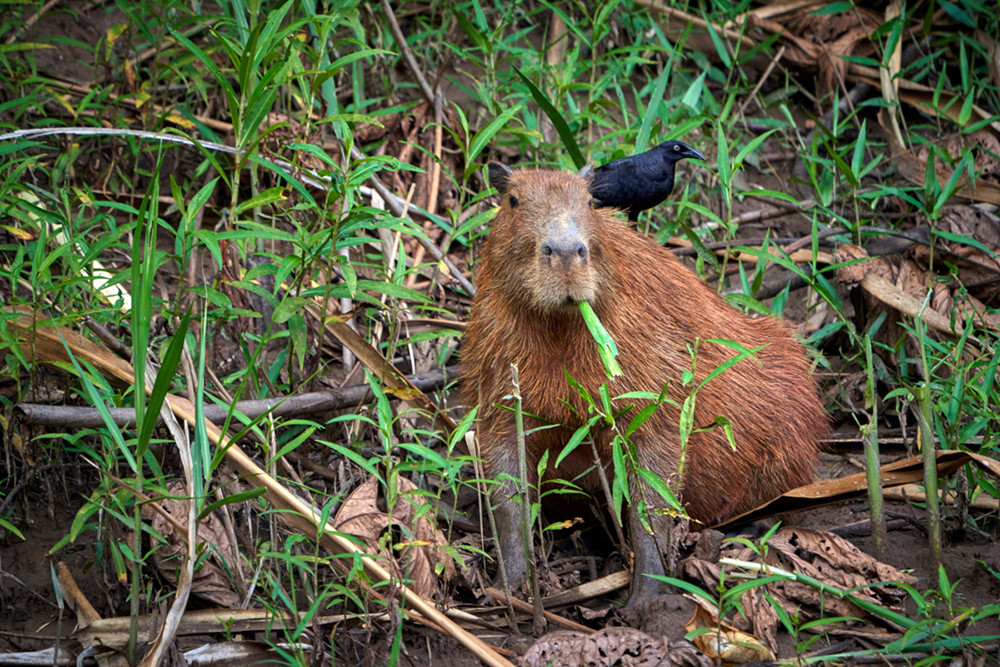 Amazonas entdecken bei Tambopata Peru - Lateinamerika