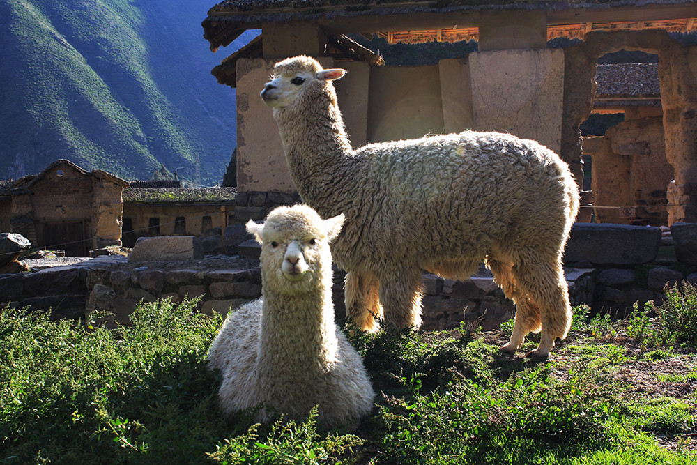 Mietwagenreise Peru & Tierparadies Galápagos - Lateinamerika
