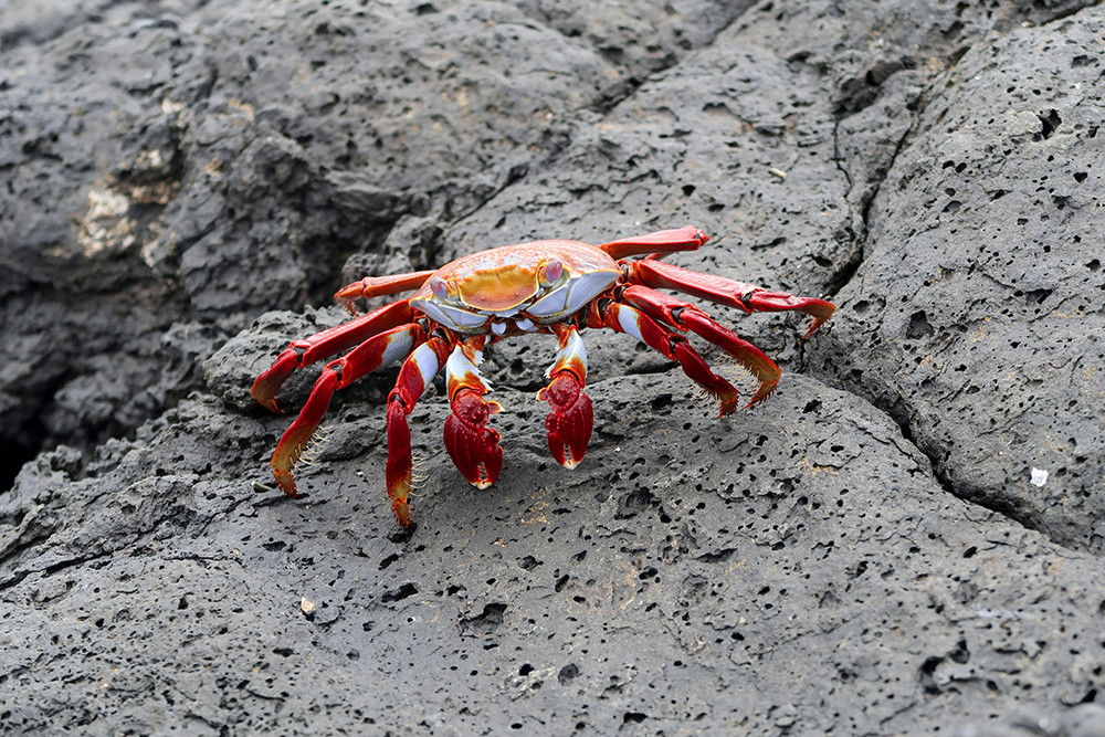 Mietwagenreise Peru & Tierparadies Galápagos - Lateinamerika