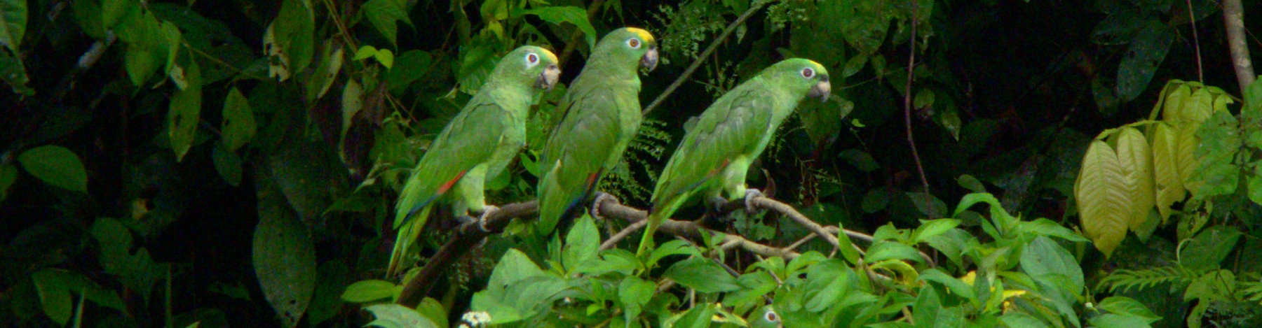 Baustein Amazonaserlebnis Cuyabeno