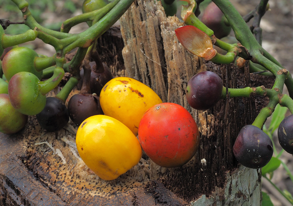 Ecuador: Ein Abenteuer auf der Bucket List - Lateinamerika