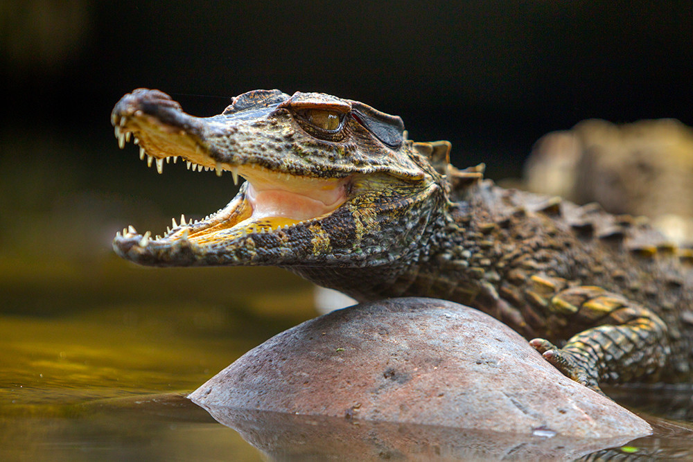 Ecuador: Ein Abenteuer auf der Bucket List - Lateinamerika
