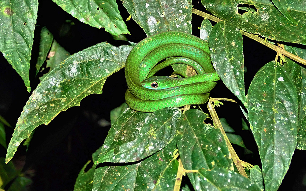 Baustein Amazonaserlebnis Cuyabeno - Lateinamerika