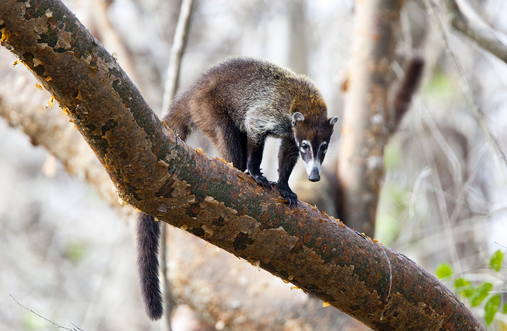 Gruppenreise Höhepunkte Costa Rica - Lateinamerika