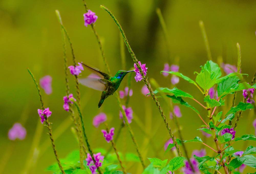 Gruppenreise Höhepunkte Costa Rica - Lateinamerika