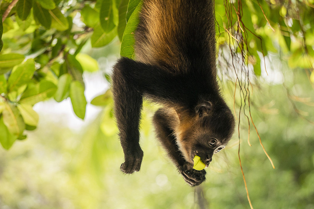 Gruppenreise mit dem eBike durch Costa Rica - Lateinamerika