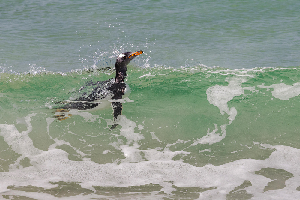 Kreuzfahrt der Superlative - Falkland, Südgeorgien und Antarktis - Lateinamerika