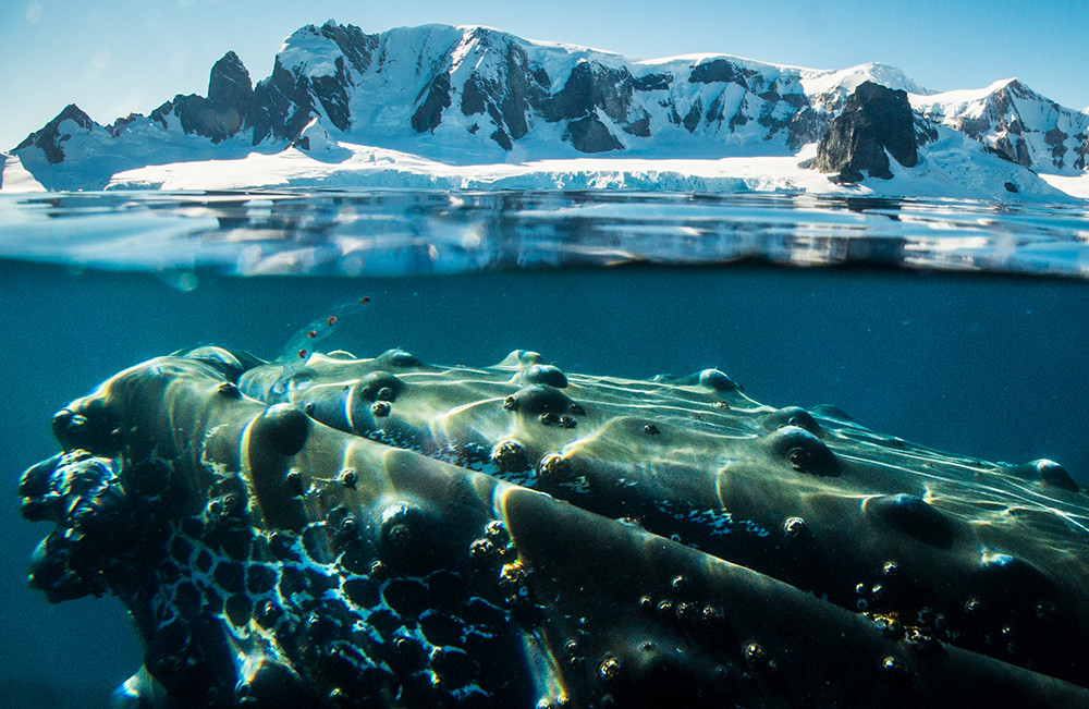 Kreuzfahrt der Superlative - Falkland, Südgeorgien und Antarktis - Lateinamerika