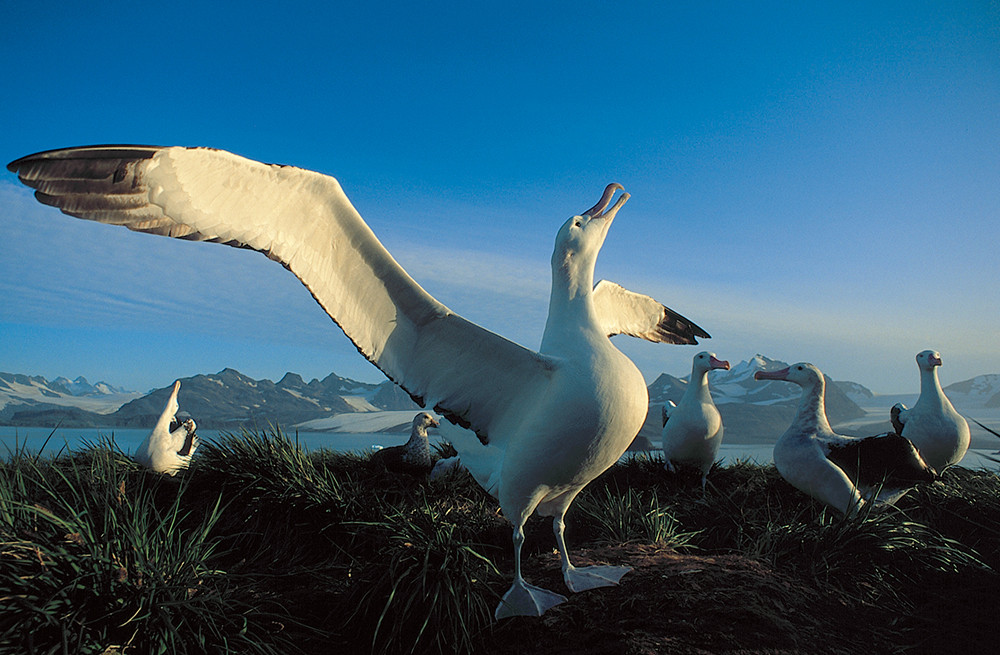 Kreuzfahrt der Superlative - Falkland, Südgeorgien und Antarktis - Lateinamerika