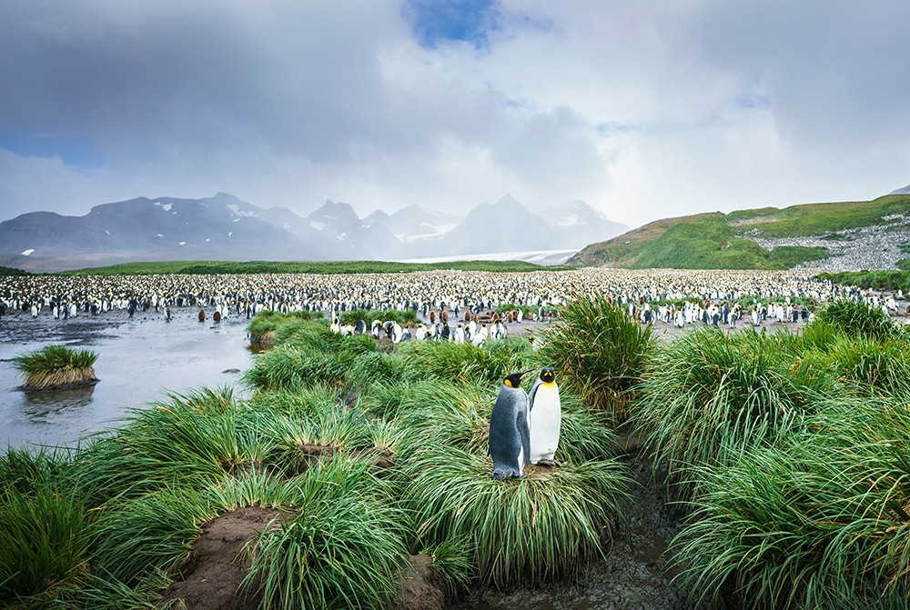 Kreuzfahrt der Superlative - Falkland, Südgeorgien und Antarktis - Lateinamerika
