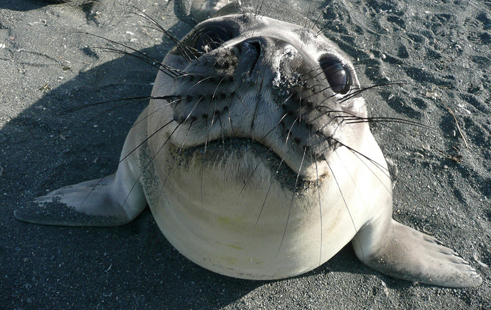 Kreuzfahrt der Superlative - Falkland, Südgeorgien und Antarktis - Lateinamerika