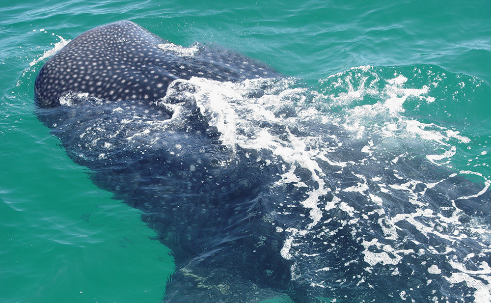Traumstrand Holbox Mexiko - Lateinamerika