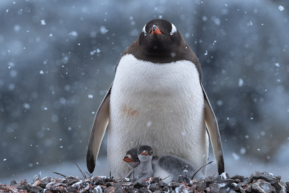 Gruppenreise Antarktis-Kreuzfahrt mit Buenos Aires - Lateinamerika