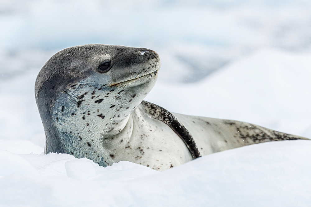 Gruppenreise Antarktis-Kreuzfahrt mit Buenos Aires - Lateinamerika