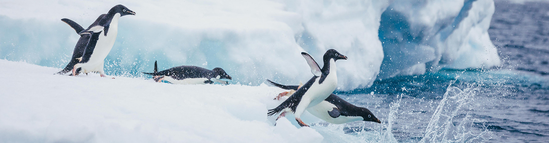 Kreuzfahrt über den Polarkreis mit Quark Expeditions