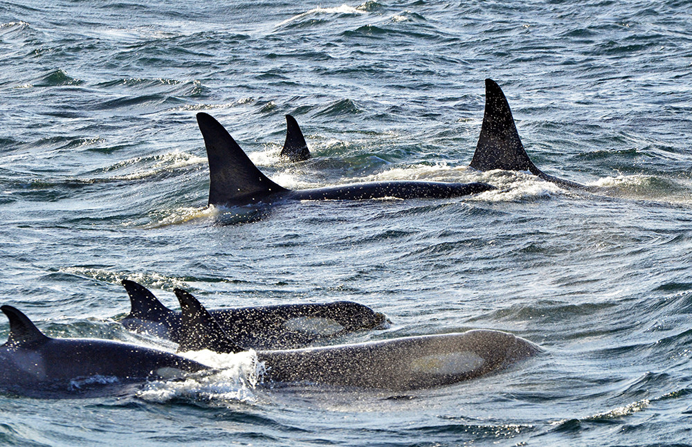 Kreuzfahrt in die Antarktis mit Antarpply Expeditions - Lateinamerika