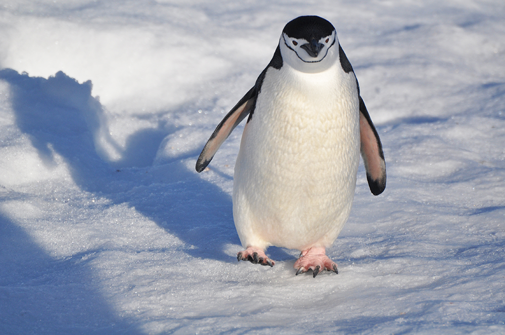 Kreuzfahrt in die Antarktis mit Antarpply Expeditions - Lateinamerika