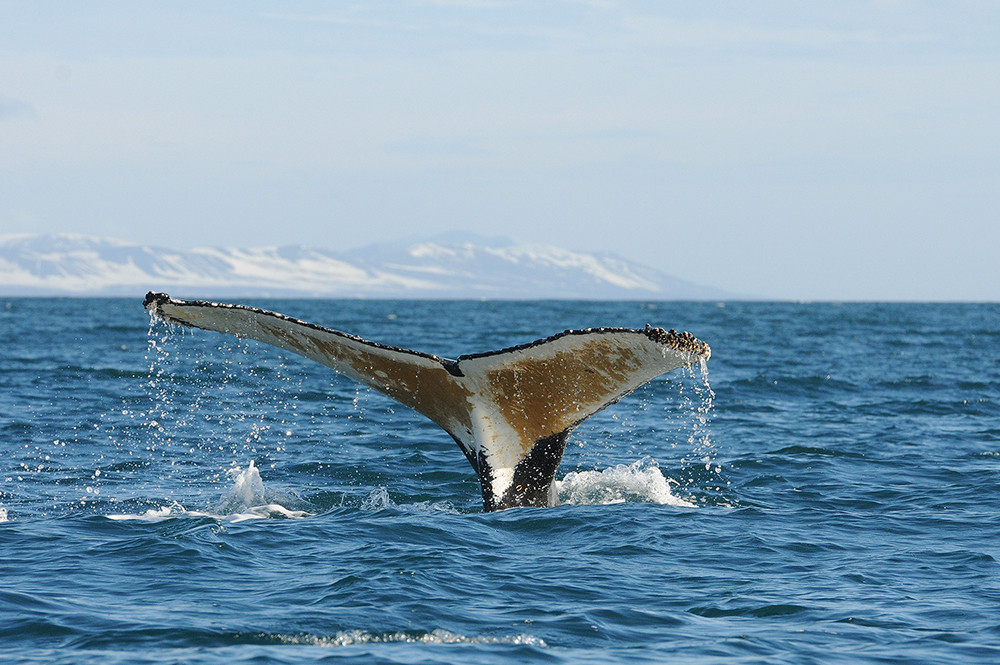 Kreuzfahrt in die Antarktis mit Antarpply Expeditions - Lateinamerika