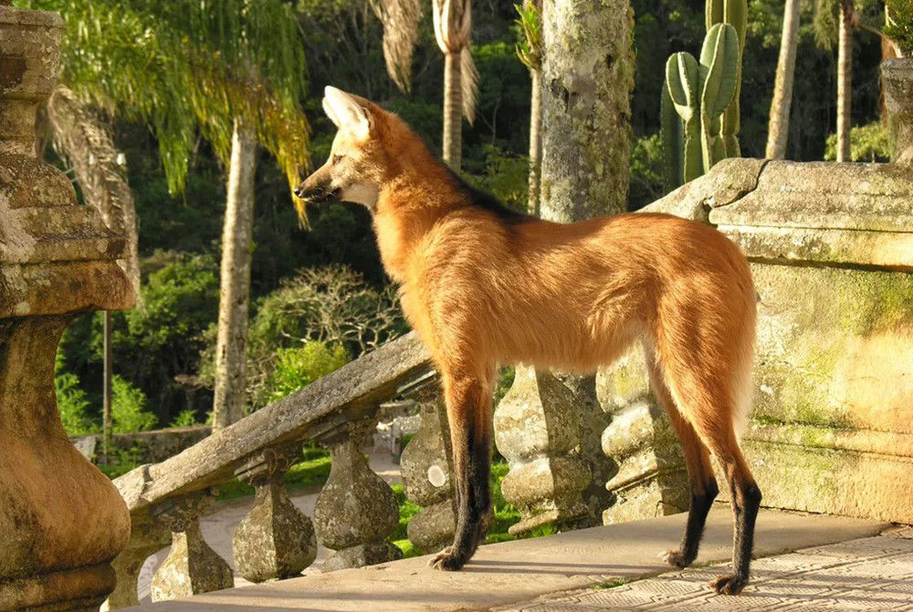 Mietwagenreise Estrada Real - Kolonialflair & Naturparadies - Lateinamerika