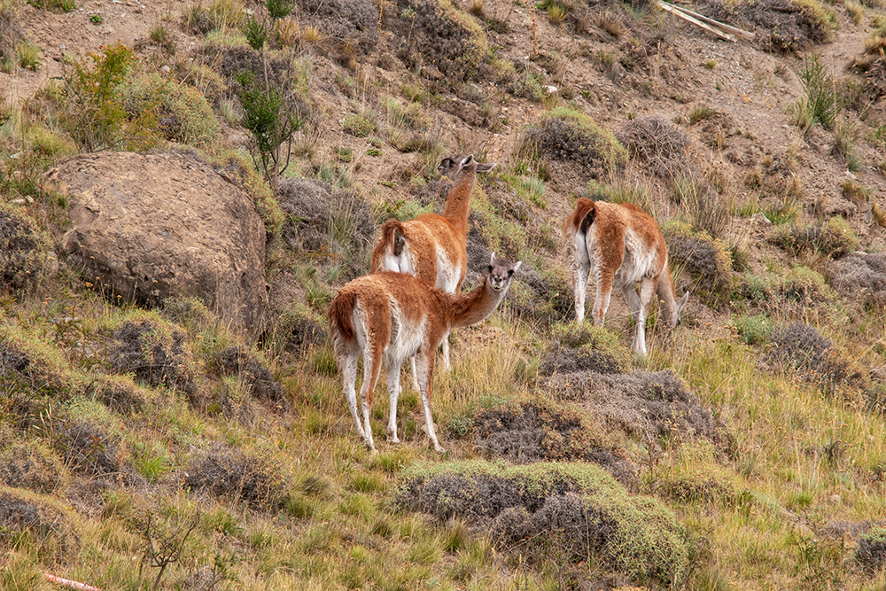 Gruppenreise Südliche Carretera Austral per eBike - Wild, rauh & unvergesslich! - Lateinamerika