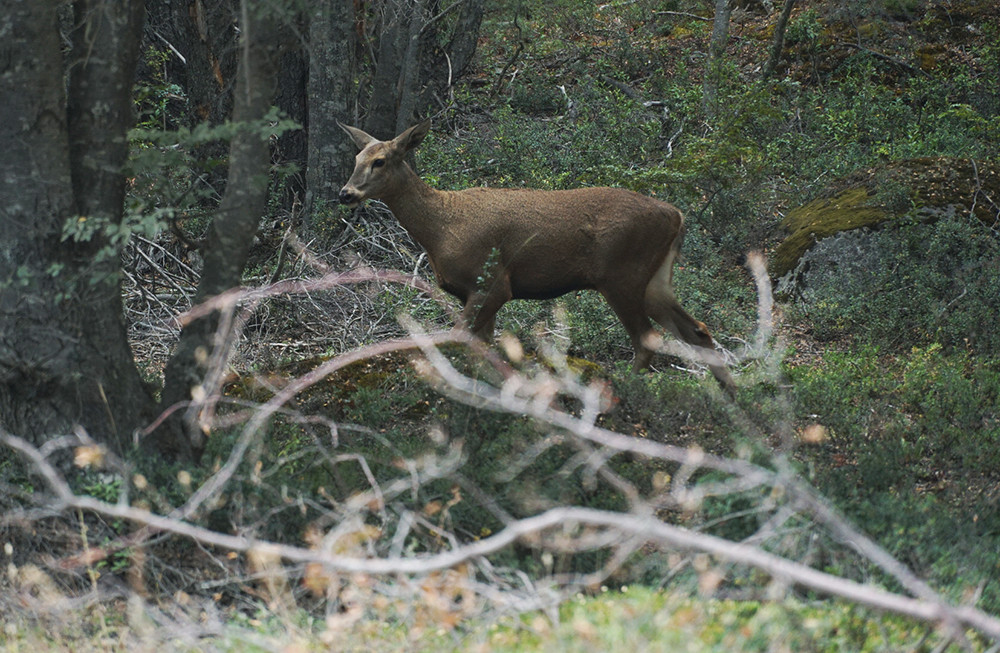 Gruppenreise Südliche Carretera Austral per eBike - Wild, rauh & unvergesslich! - Lateinamerika