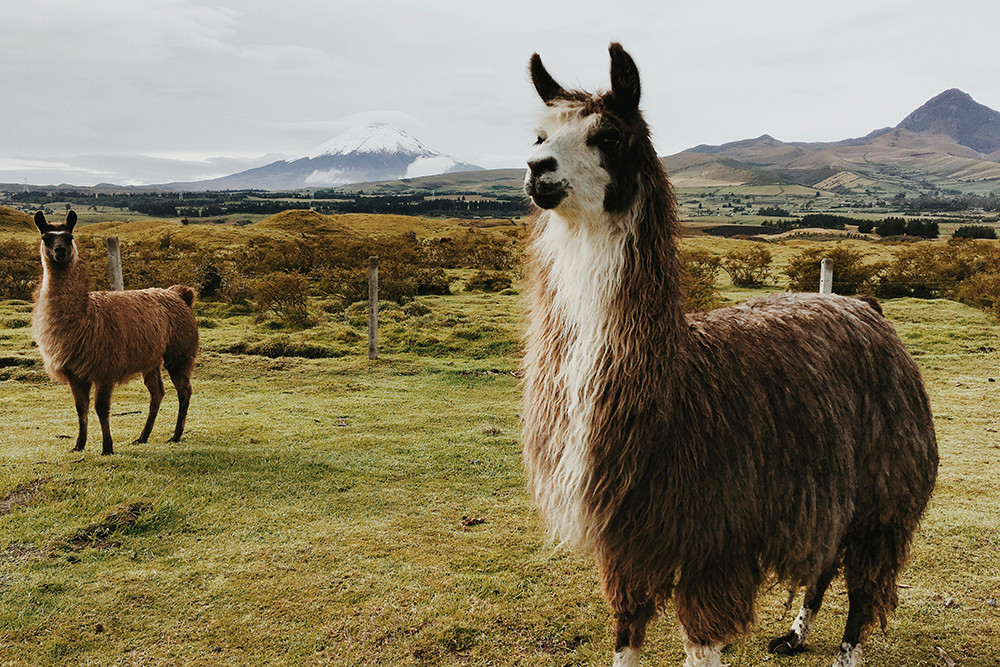 Spezialtermin - Gruppenreise mit dem eBike & Amazonas - Lateinamerika