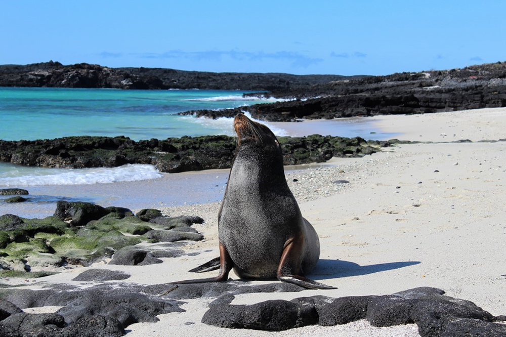Galápagos Kreuzfahrt auf der Motoryacht Golondrina - Lateinamerika