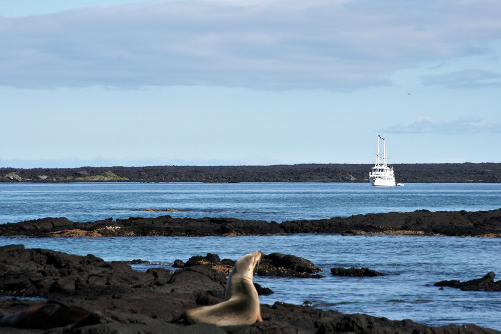 Galápagos Kreuzfahrt auf der Motoryacht Golondrina - Lateinamerika