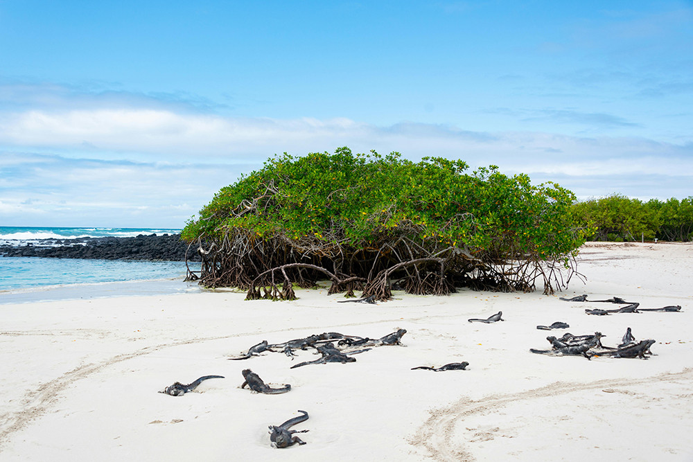 Galápagos Kreuzfahrt auf dem Segelkatamaran Nemo II - Lateinamerika