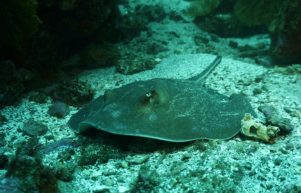 Galápagos Kreuzfahrt auf dem Segelkatamaran Nemo II - Lateinamerika
