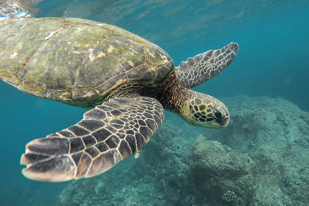 Peru, Ecuador & Galápagos individuell - Lateinamerika