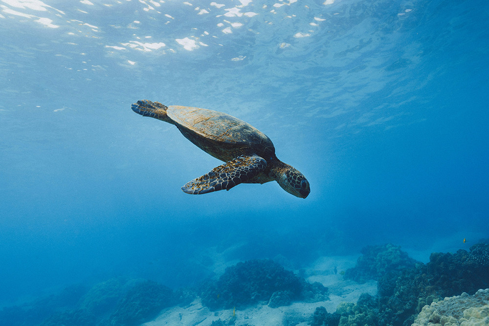 Galápagos Kreuzfahrt auf dem Segelkatamaran Nemo II - Lateinamerika