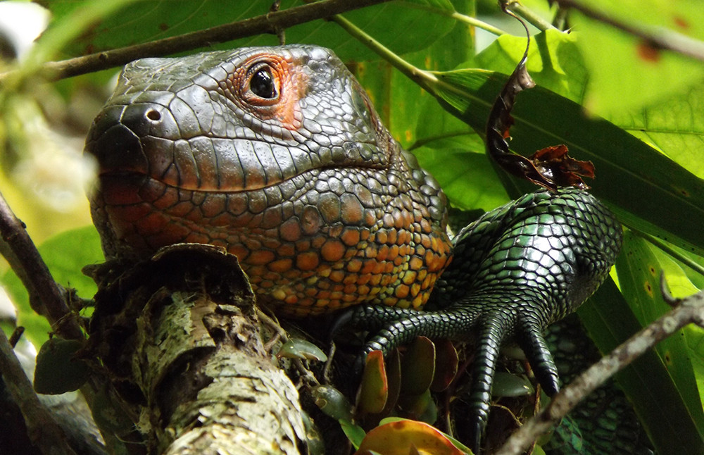 Amazonas Flussfahrt auf der La Perla - Lateinamerika
