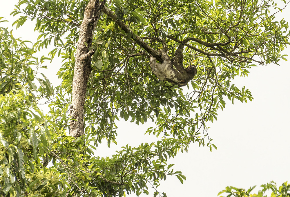 Amazonas Flussfahrt auf der La Perla - Lateinamerika