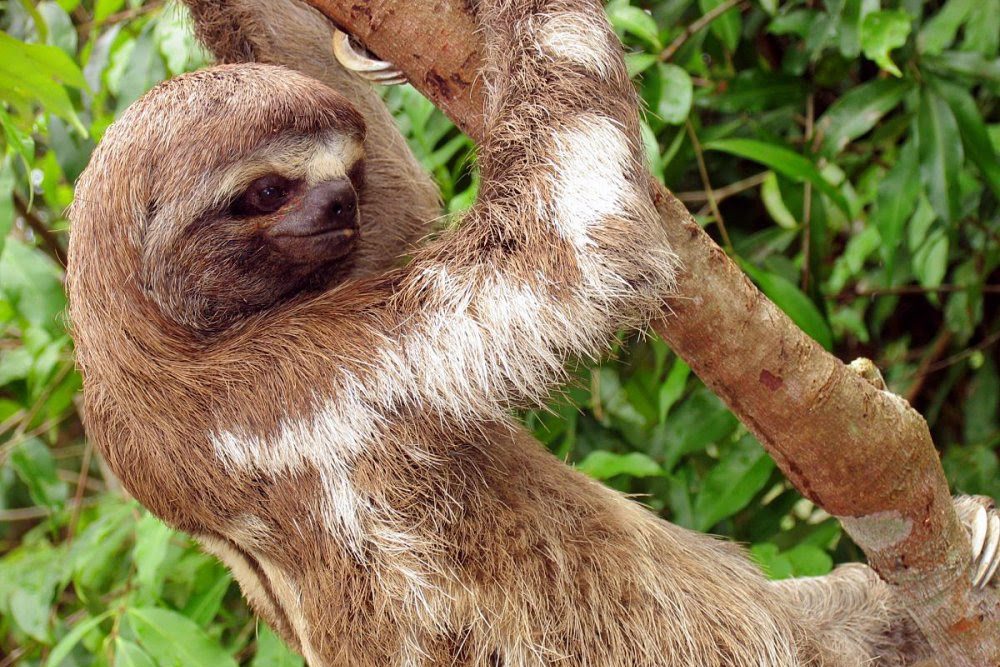 Amazonas Flussfahrt auf der La Perla - Lateinamerika