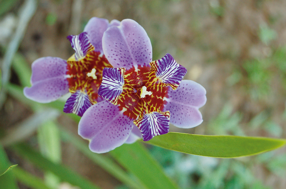 Amazonas Flussfahrt auf der La Perla - Lateinamerika