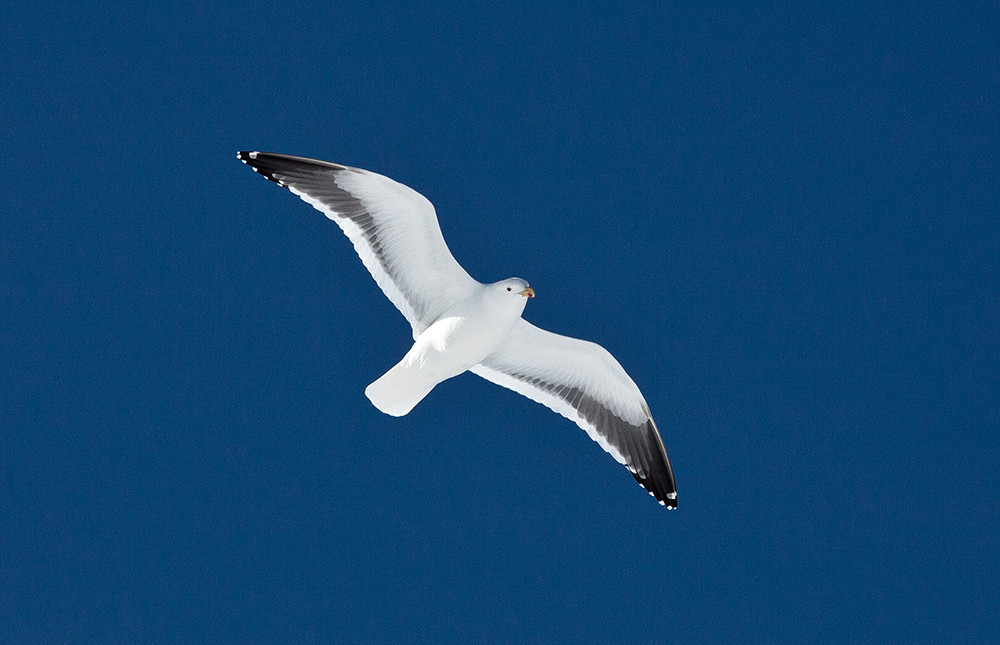 Expeditions-Kreuzfahrt Feuerland & Kap Hoorn ab Punta Arenas - Lateinamerika