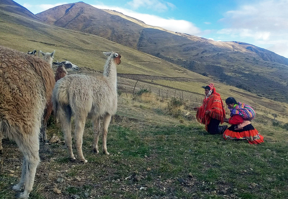 Lama Trekking in den Anden - Lateinamerika