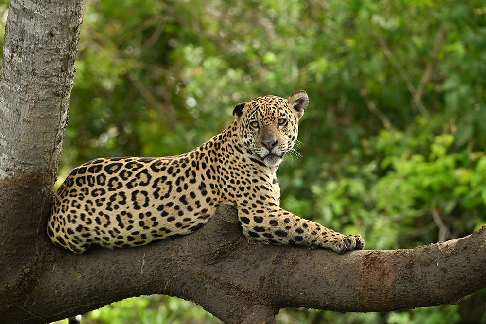 Mietwagenreise Naturparadiese Pantanal & Bonito Brasilien - Lateinamerika