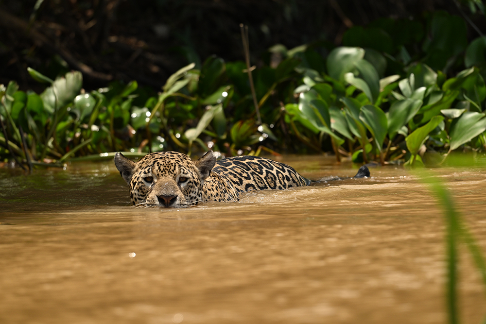 Mietwagenreise Mato Grosso - Cerrado, Amazonien & Pantanal - Lateinamerika