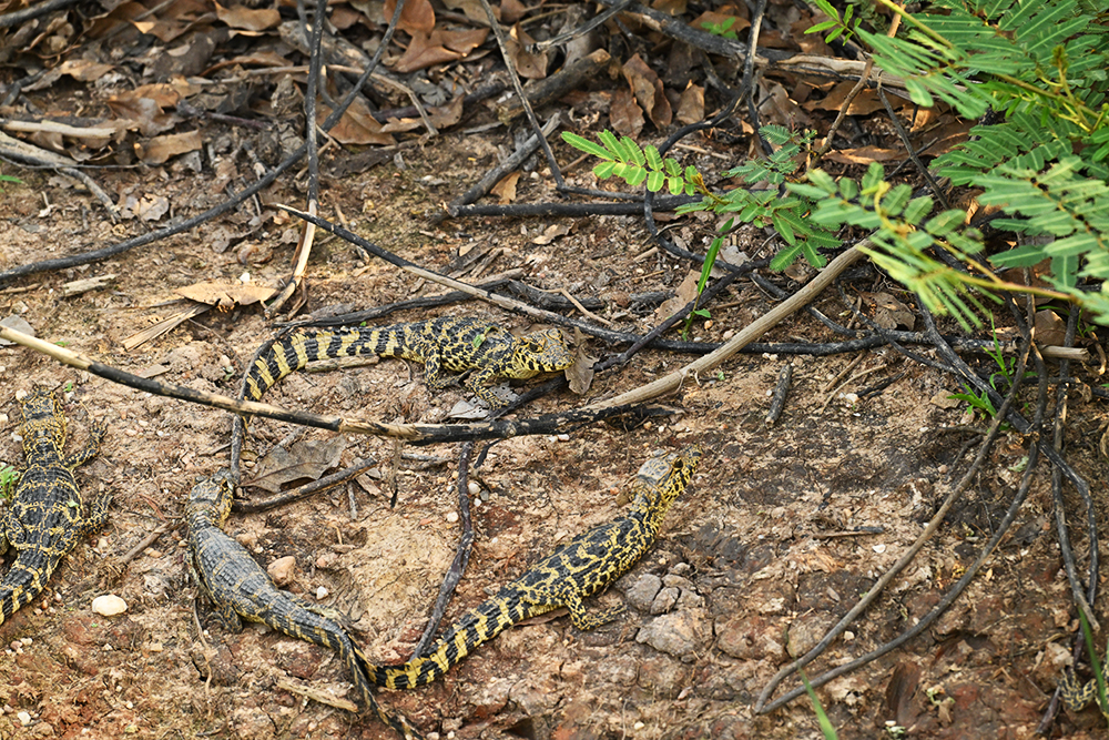 Mietwagenreise Naturparadiese Pantanal & Bonito Brasilien - Lateinamerika