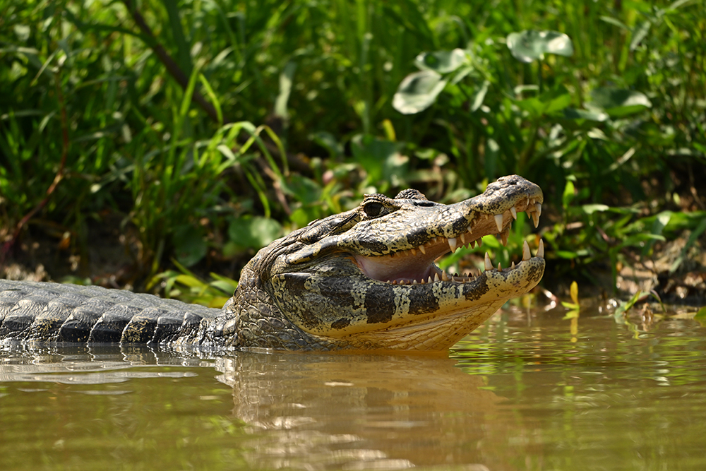 Mietwagenreise Mato Grosso - Cerrado, Amazonien & Pantanal - Lateinamerika