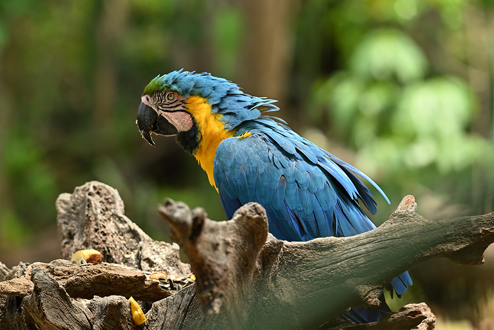 Mietwagenreise Mato Grosso - Cerrado, Amazonien & Pantanal - Lateinamerika