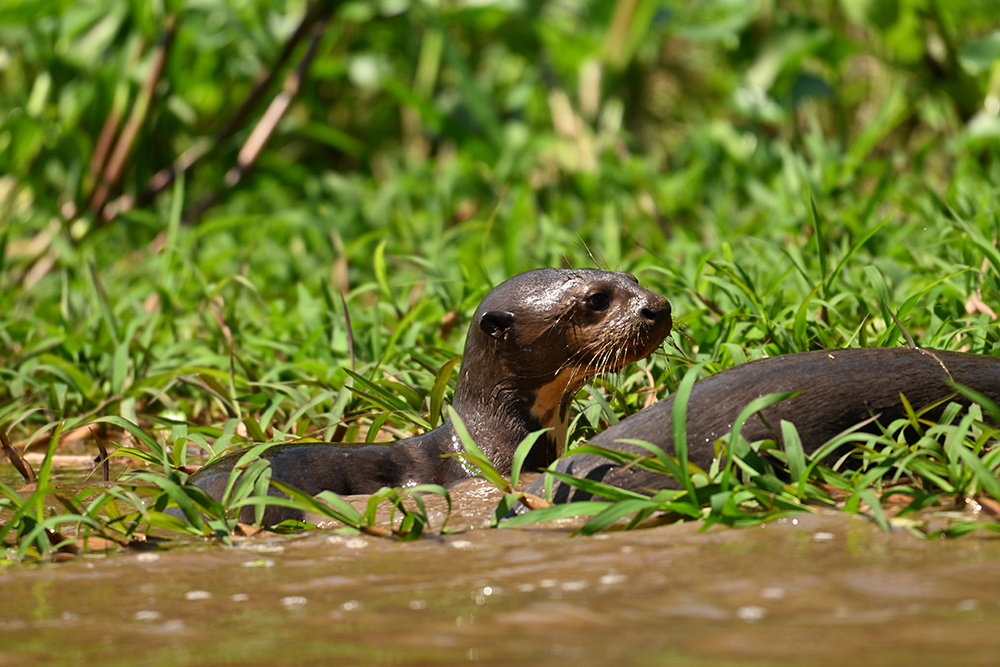 Mietwagenreise Naturparadiese Pantanal & Bonito Brasilien - Lateinamerika