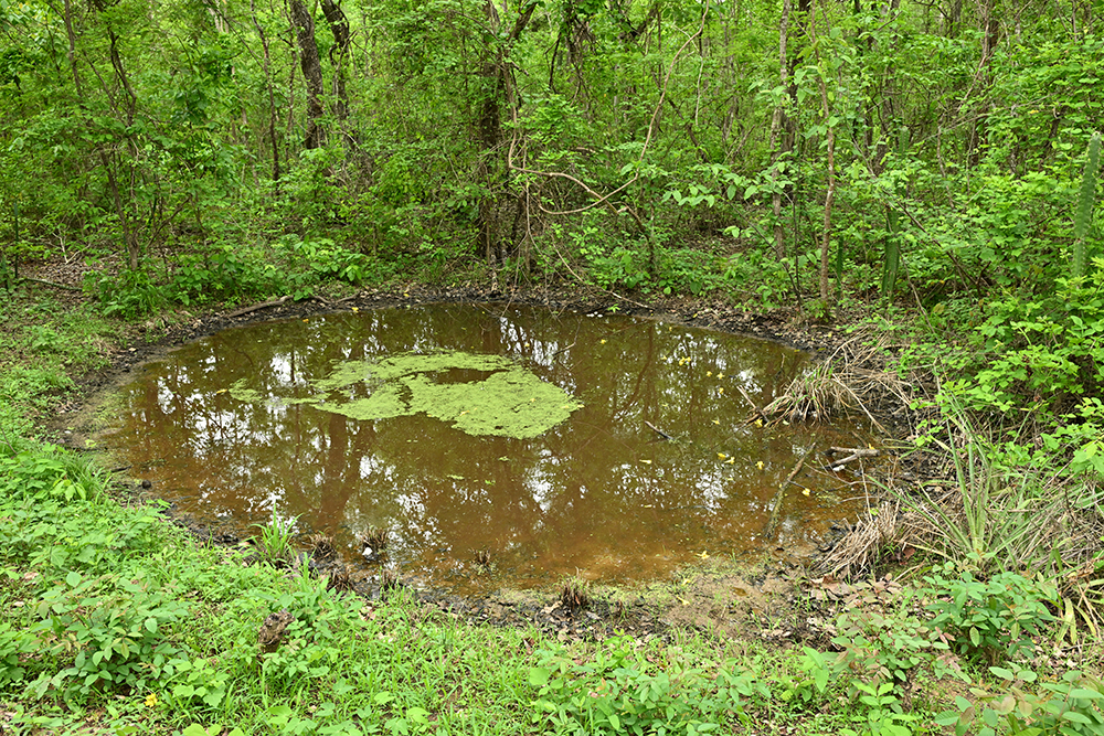 Mietwagenreise Naturparadiese Pantanal & Bonito Brasilien - Lateinamerika